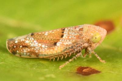 <i>Hishimonus</i>