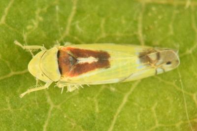 <i>Zyginella pulchra</i>