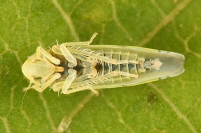 <i>Zyginella pulchra</i>