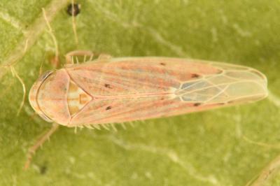 <i>Balclutha punctata</i>