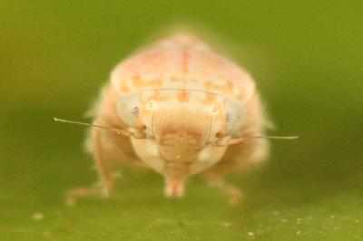 <i>Balclutha punctata</i>