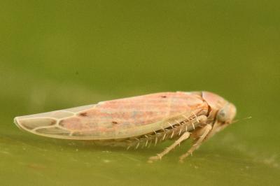 <i>Balclutha punctata</i>