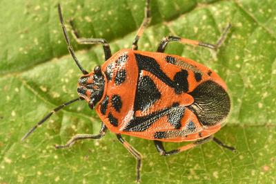 <i>Eurydema ornata</i>