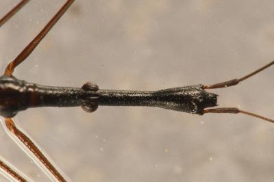 <i>Hydrometra stagnorum</i>