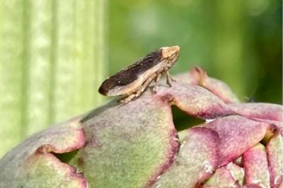 <i>Philaenus spumarius</i>