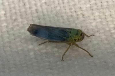 <i>Cicadella viridis</i>