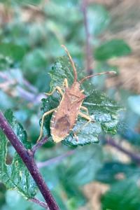 <i>Gonocerus acuteangulatus</i>