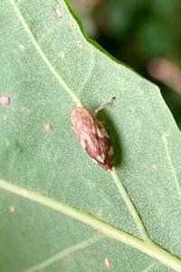 <i>Philaenus spumarius</i>