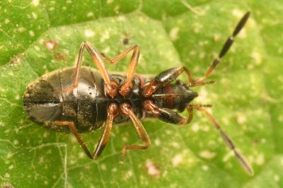 <i>Scolopostethus thomsoni</i>
