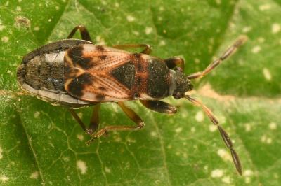 <i>Scolopostethus thomsoni</i>
