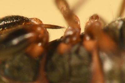 <i>Scolopostethus thomsoni</i>