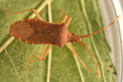 <i>Gonocerus acuteangulatus</i>