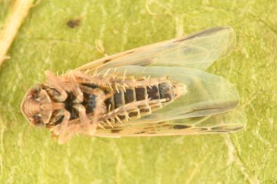 <i>Balclutha punctata</i>