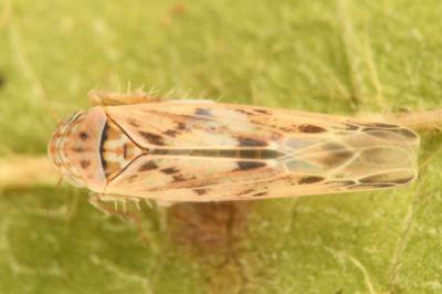 <i>Balclutha punctata</i>