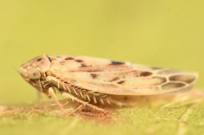 <i>Balclutha punctata</i>
