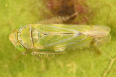 <i>Liguropia juniperi</i>
