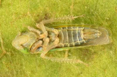 <i>Liguropia juniperi</i>