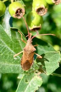 <i>Gonocerus acuteangulatus</i>