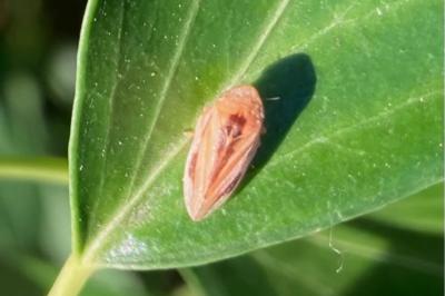 <i>Philaenus spumarius</i>