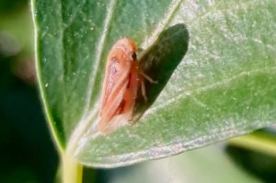 <i>Philaenus spumarius</i>