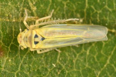 <i>Zyginidia scutellaris</i>