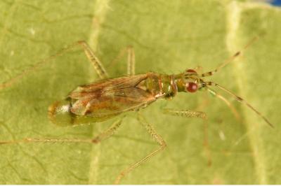 <i>Dicyphus bolivari</i>