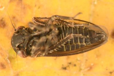 <i>Anaceratagallia glabra</i>