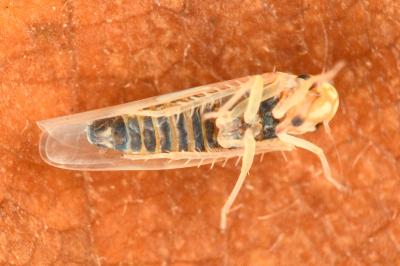 <i>Arboridia velata</i>
