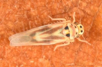 <i>Arboridia velata</i>