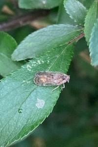 <i>Tachycixius pilosus</i>