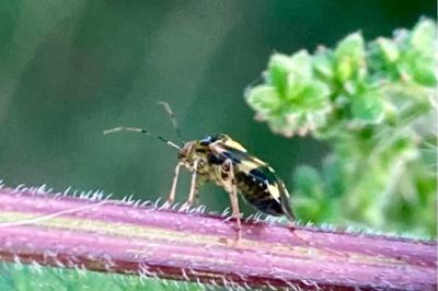 <i>Liocoris tripustulatus</i>