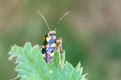<i>Liocoris tripustulatus</i>