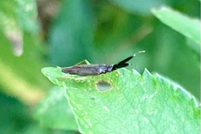 <i>Heterotoma planicornis</i>