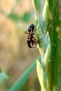 <i>Himacerus mirmicoides</i>