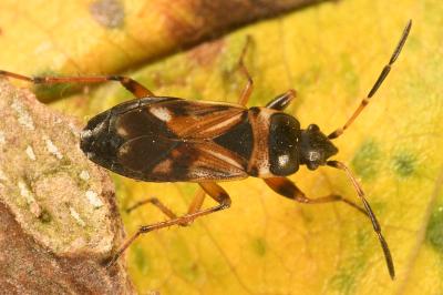 <i>Raglius alboacuminatus</i>