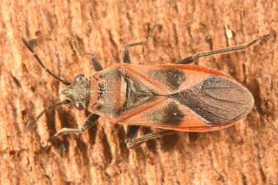 <i>Arocatus roeselii</i>