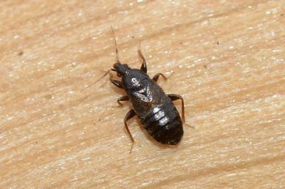 <i>Xylocoris cursitans</i>