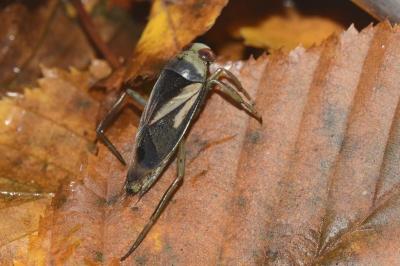 <i>Notonecta obliqua</i>