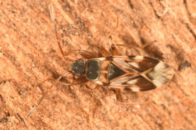 <i>Scolopostethus pictus</i>