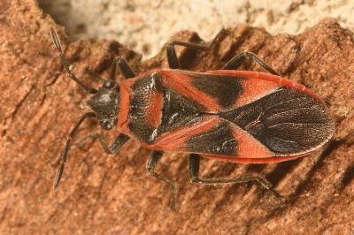 <i>Arocatus roeselii</i>
