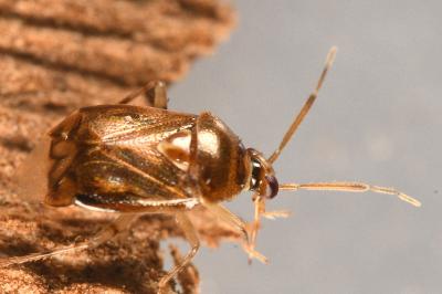 <i>Deraeocoris lutescens</i>