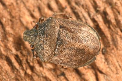 <i>Podops inunctus</i>