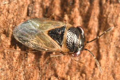 <i>Geocoris megacephalus</i>