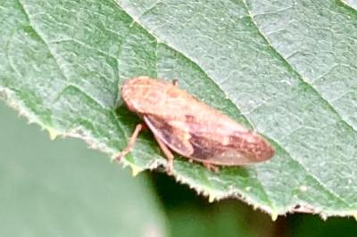 <i>Aphrophora alni</i>