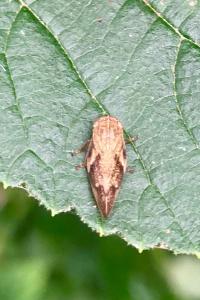 <i>Aphrophora alni</i>