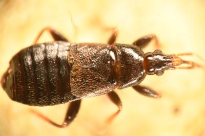 <i>Xylocoris cursitans</i>