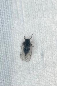 <i>Cixius</i>
