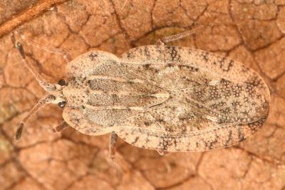 <i>Tingis ampliata</i>