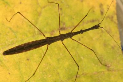 <i>Hydrometra stagnorum</i>