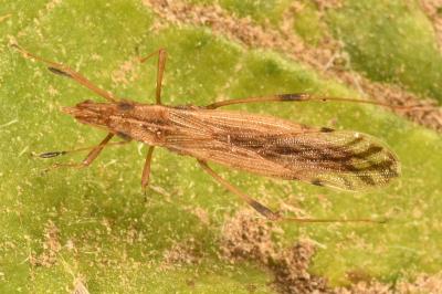 <i>Berytinus montivagus</i>